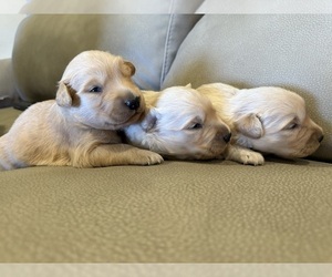 Golden Retriever Litter for sale in SACRAMENTO, CA, USA