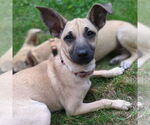Small #1 Chihuahua Mix