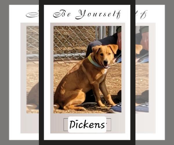 Medium Photo #2 Mutt Puppy For Sale in Granbury, TX, USA