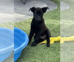 Small #4 Labrador Retriever Mix