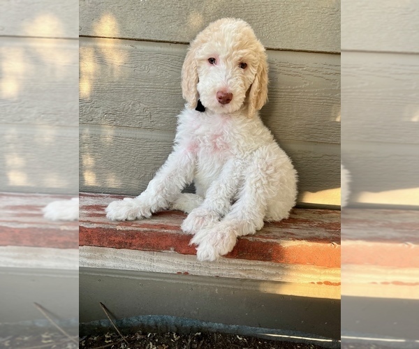 Medium Photo #1 Goldendoodle Puppy For Sale in GARDNERVILLE, NV, USA