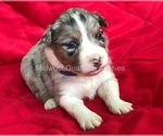 Small Photo #8 Australian Shepherd Puppy For Sale in MOUNT PULASKI, IL, USA