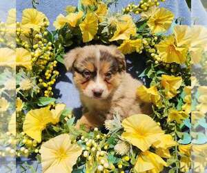 Miniature Australian Shepherd Puppy for sale in SANDOWN, NH, USA