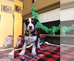 Alaskan Husky-Bull Terrier Mix Puppy for sale in FARMERSVILLE, CA, USA