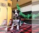 Small Alaskan Husky-Bull Terrier Mix