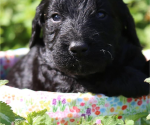 Goldendoodle Puppy for sale in MC CONNELLSBURG, PA, USA