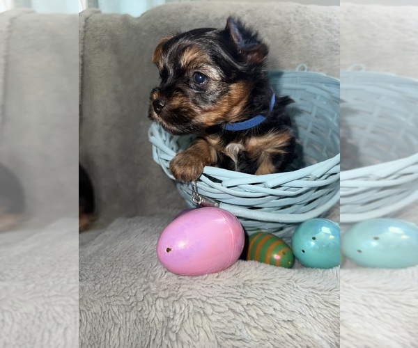 Medium Photo #3 Yorkshire Terrier Puppy For Sale in OLATHE, KS, USA