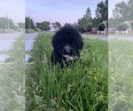 Small Photo #22 Portuguese Water Dog Puppy For Sale in REXBURG, ID, USA