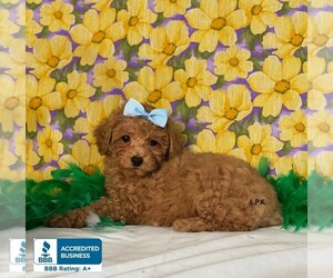 Poodle (Toy) Puppy for sale in WINNSBORO, LA, USA