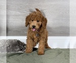 Small #3 Goldendoodle