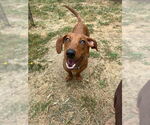 Small #4 Dachshund Mix