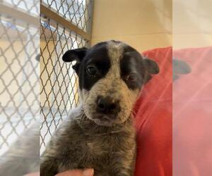 Mutt Dogs for adoption in Brewster, MA, USA