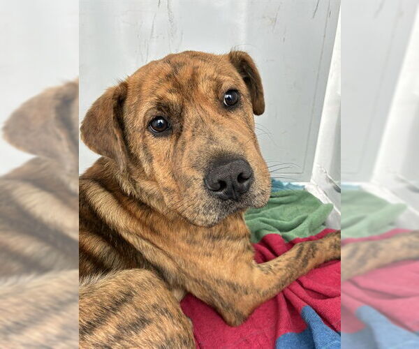 Medium Photo #1 Chinese Shar-Pei-Unknown Mix Puppy For Sale in Stockton, CA, USA