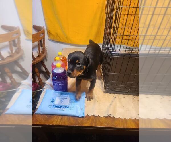 Medium Photo #8 Rottweiler Puppy For Sale in PLEASANTON, CA, USA