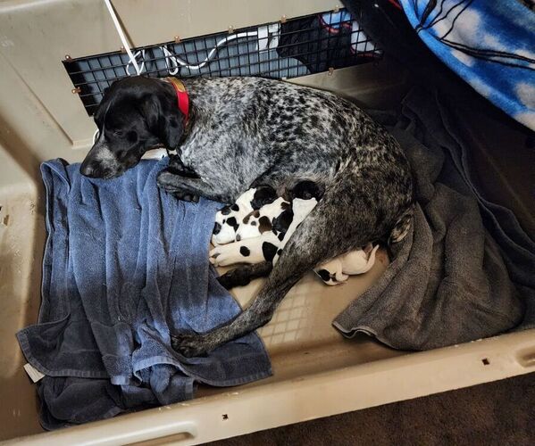 Medium Photo #1 German Shorthaired Pointer Puppy For Sale in BEULAVILLE, NC, USA