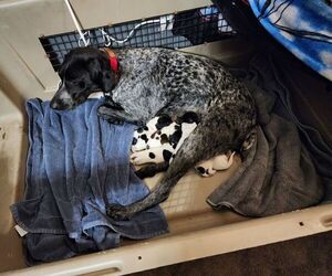 German Shorthaired Pointer Litter for sale in BEULAVILLE, NC, USA