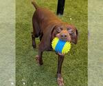 Small #3 Lab-Pointer