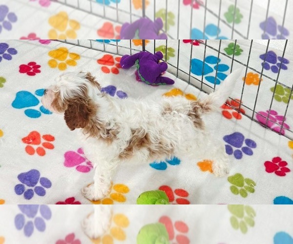 Medium Photo #2 Cavapoo (Miniature)-Poodle (Toy) Mix Puppy For Sale in ORO VALLEY, AZ, USA