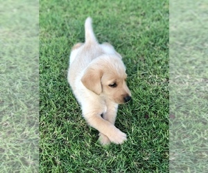 Labrador Retriever Puppy for sale in PRATTVILLE, AL, USA