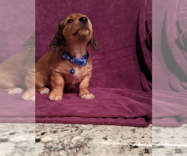 Medium Photo #3 Dachshund Puppy For Sale in HURST, TX, USA