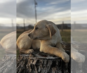 Labrador Retriever Puppy for sale in BRIDGEWATER, VA, USA