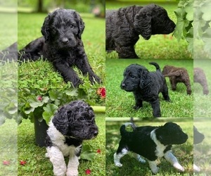Labradoodle Puppy for sale in CANTON, NC, USA