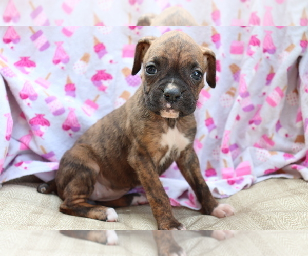 Medium Photo #1 Boxer Puppy For Sale in SHILOH, OH, USA
