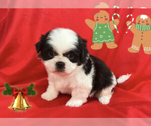 Shih Tzu Puppy for Sale in SAN FRANCISCO, California USA