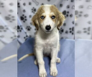 Australian Shepherd-Unknown Mix Dogs for adoption in SHERBURNE, NY, USA