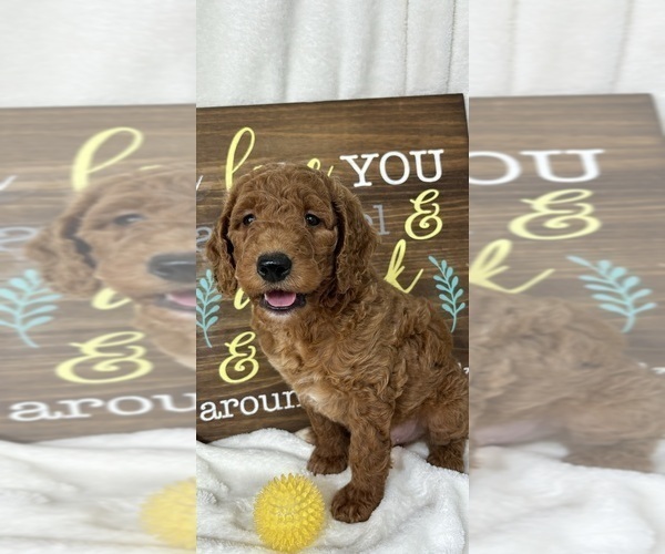 Medium Photo #4 Goldendoodle (Miniature) Puppy For Sale in GREENFIELD, IN, USA