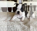 Small Photo #1 Boston Terrier Puppy For Sale in VALLEY, AL, USA