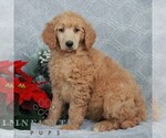 Small #4 Poodle (Standard)