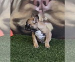 Small Photo #15 French Bulldog Puppy For Sale in LAS VEGAS, NV, USA