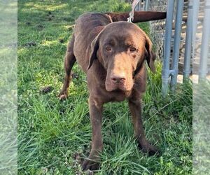 Mother of the Labrador Retriever puppies born on 10/01/2025