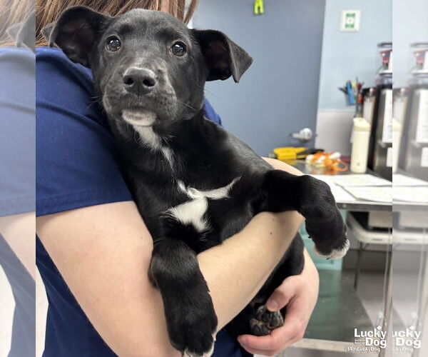 Medium Photo #2 Labrador Retriever-Unknown Mix Puppy For Sale in Washington, DC, USA