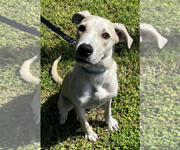 Medium Photo #3 Labrador Retriever-Unknown Mix Puppy For Sale in Royal Palm Beach, FL, USA
