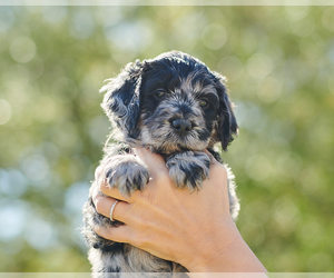 Golden Mountain Dog Puppy for sale in PALM BAY, FL, USA