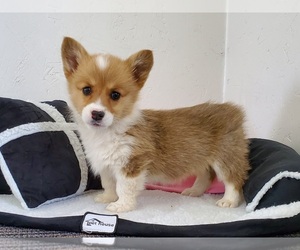 Pembroke Welsh Corgi Puppy for sale in CLARK, MO, USA
