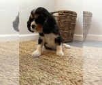 Small Photo #20 Cavalier King Charles Spaniel Puppy For Sale in SANTA ROSA, CA, USA