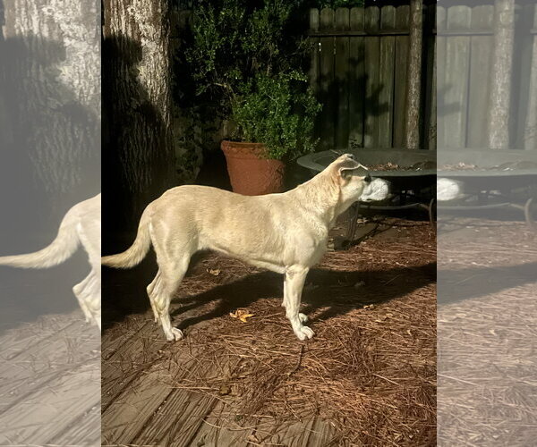 Medium Photo #4 Labrador Retriever-Unknown Mix Puppy For Sale in The Woodlands, TX, USA
