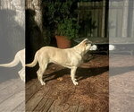 Small #3 Labrador Retriever Mix