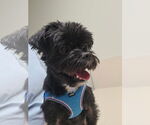 Small Poodle (Toy) Mix