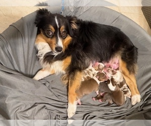 Miniature American Shepherd Litter for sale in GULF BREEZE, FL, USA