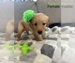 Puppy Serene Golden Retriever