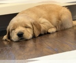 Puppy Sophie Golden Retriever