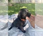 Small Photo #3 Labrador Retriever Puppy For Sale in IDAHO FALLS, ID, USA