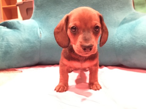 Medium Photo #1 Dachshund Puppy For Sale in WICHITA, KS, USA