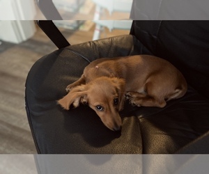 Dachshund Puppy for sale in CONNERSVILLE, IN, USA