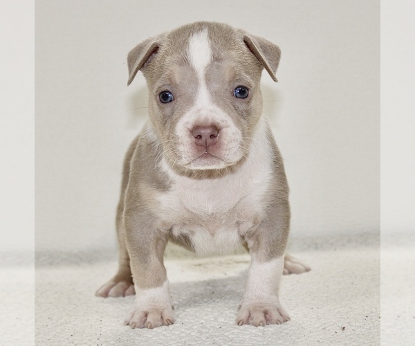 Medium Photo #4 American Bully Puppy For Sale in JEFFERSON CITY, MO, USA