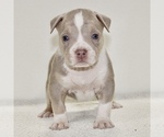 Small Photo #4 American Bully Puppy For Sale in JEFFERSON CITY, MO, USA